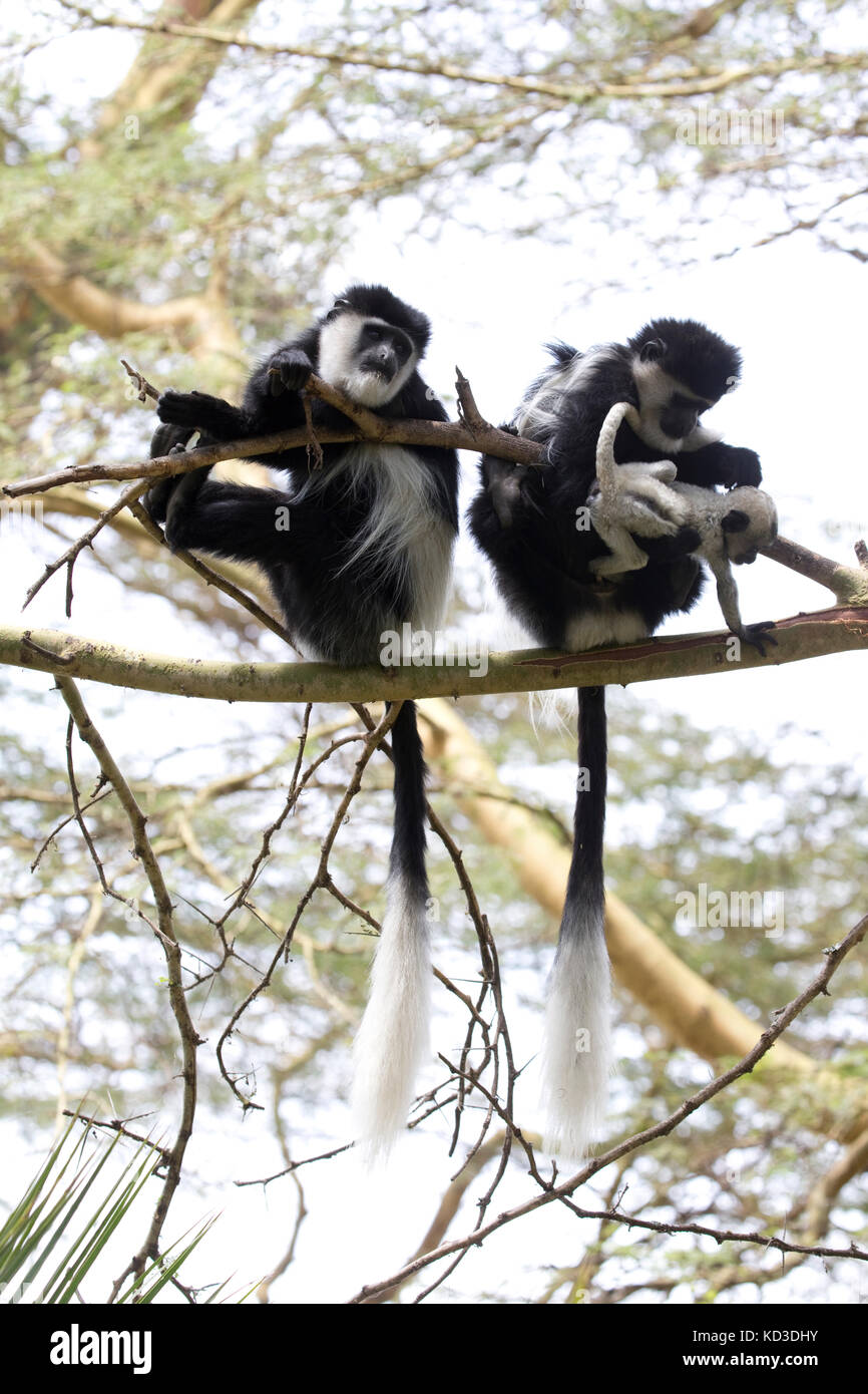 Due femmina adulta colobus scimmie con i bambini seduti in acacia elsamere naivasha kenya Foto Stock