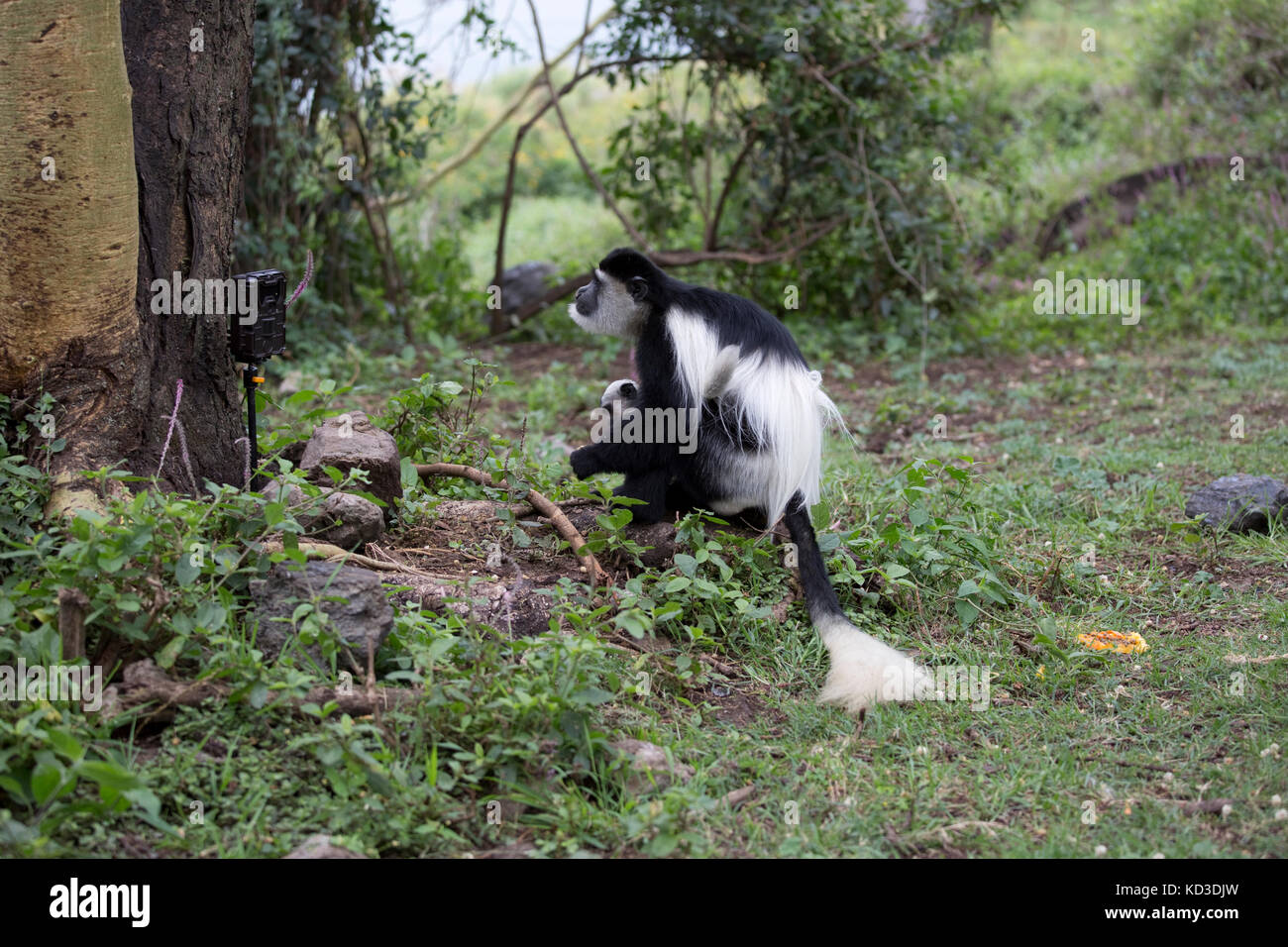 Femmina Colobus Monkey baby e guardando la telecamera trail elsamere kenya Foto Stock