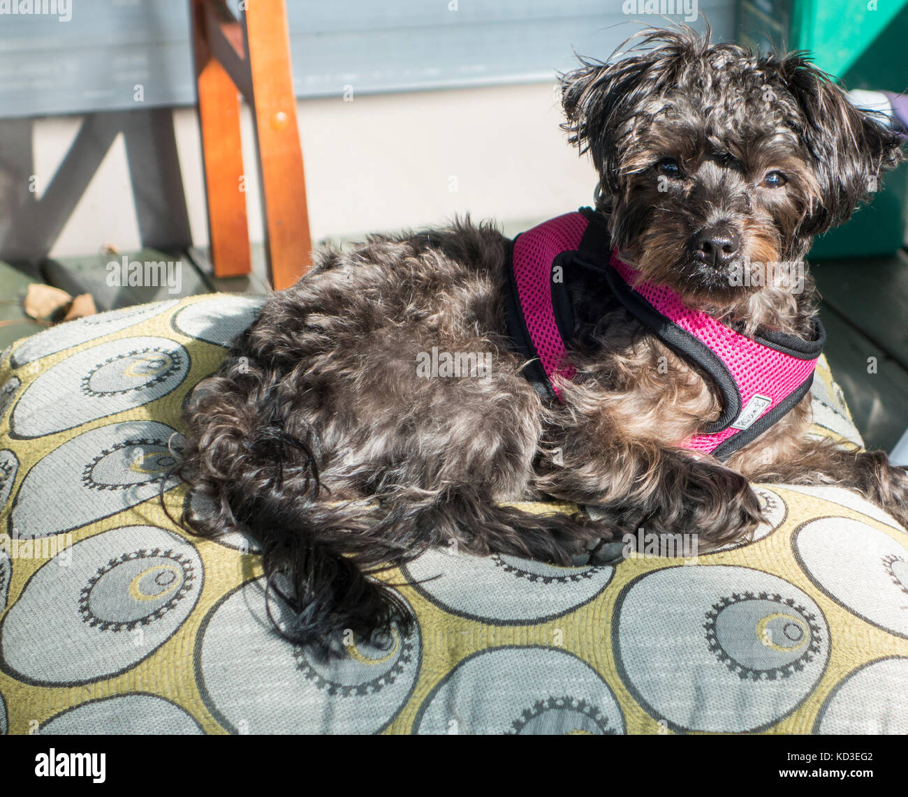Yorkipoo incroci cane giace su un cuscino guardando la telecamera Foto Stock