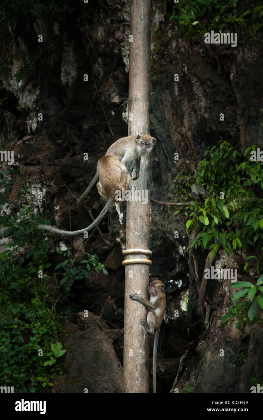 Tre scimmie (macachi) giocando su un palo del telegrafo. Foto Stock