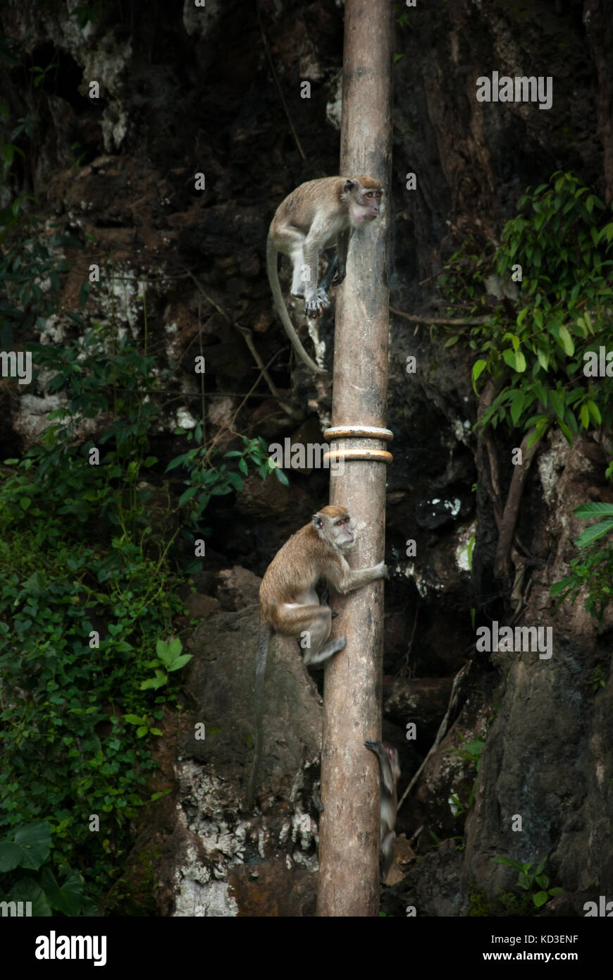 Tre scimmie (macachi) giocando su un palo del telegrafo. Foto Stock