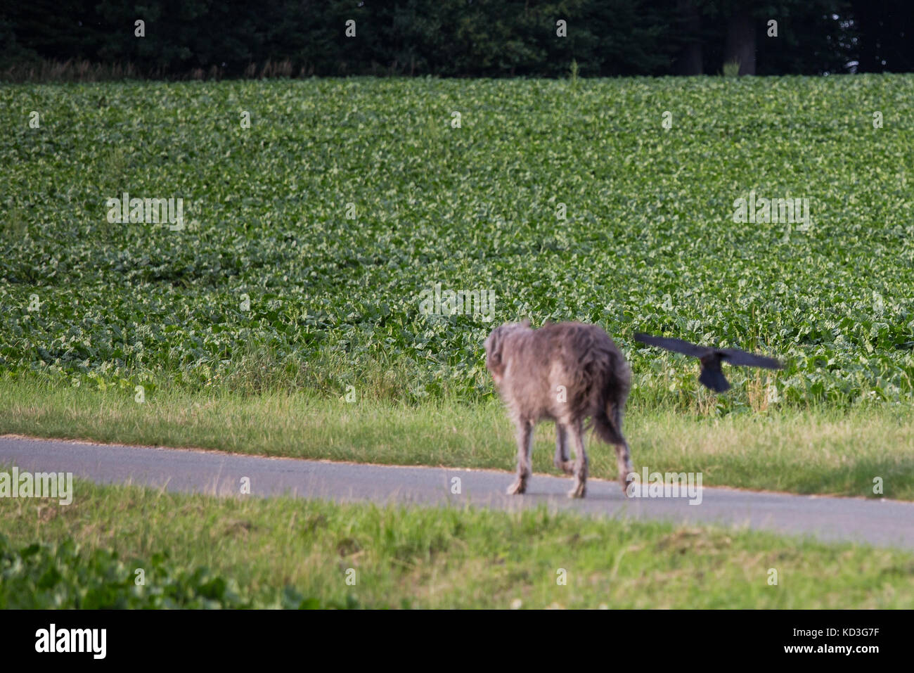 Rook battenti accanto a scottish deerhound Foto Stock