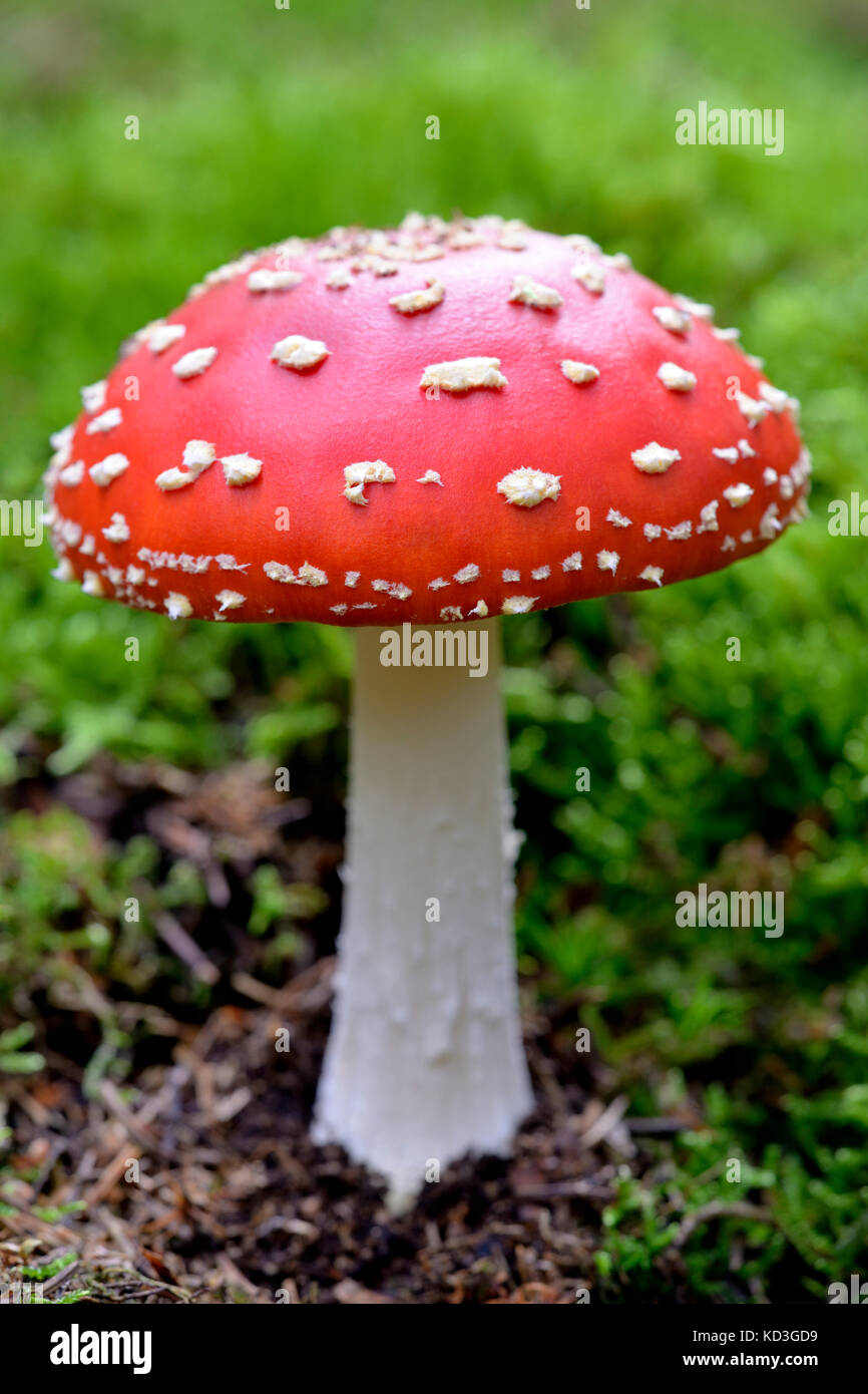 Fly agaric (fungo amanita muscaria), Renania del nord-Vestfalia, Germania Foto Stock