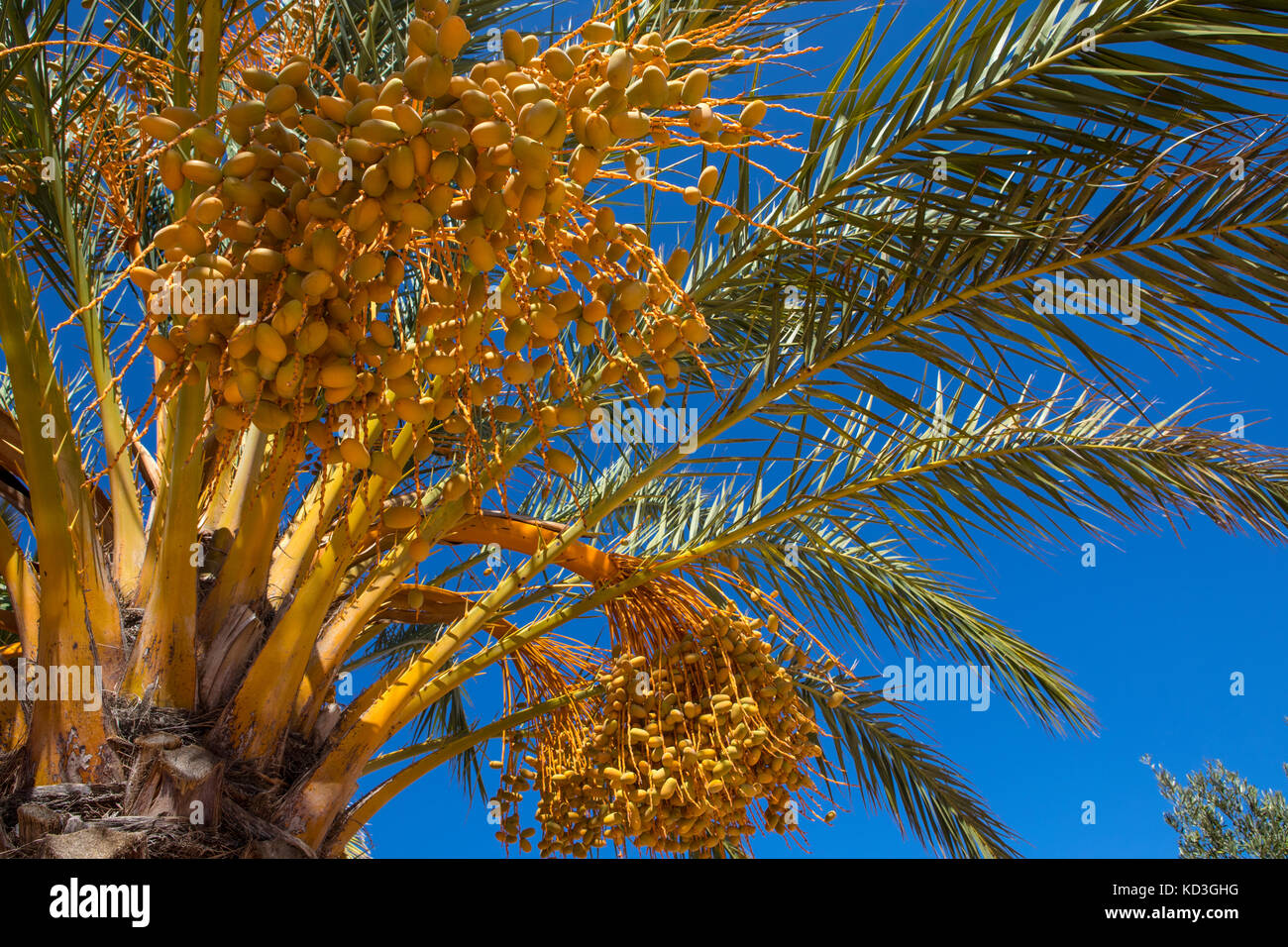 Un close-up del frutto giallo che cresce sulla data Palm tree. Foto Stock