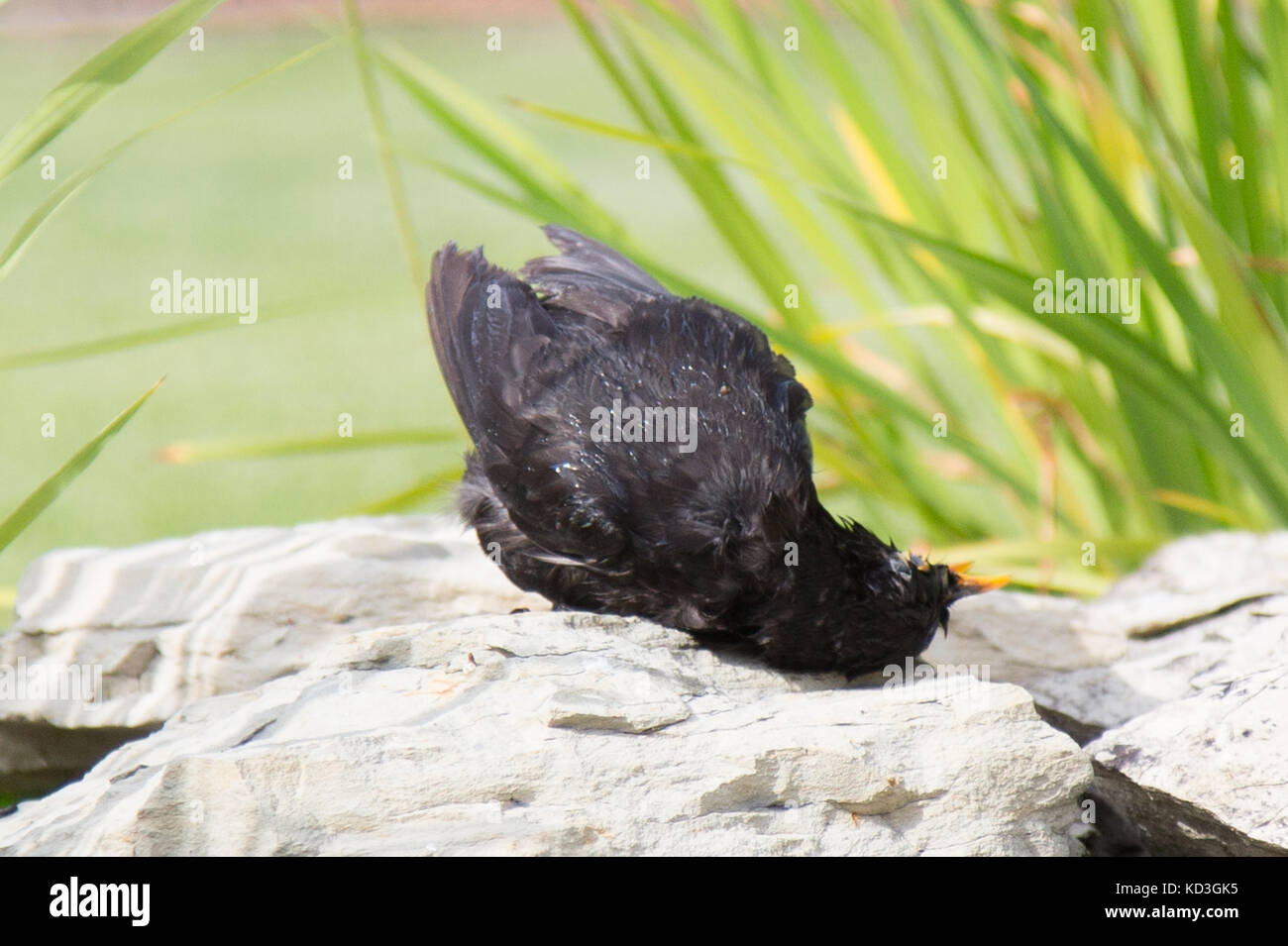 Merlo il bagno nel lago Foto Stock