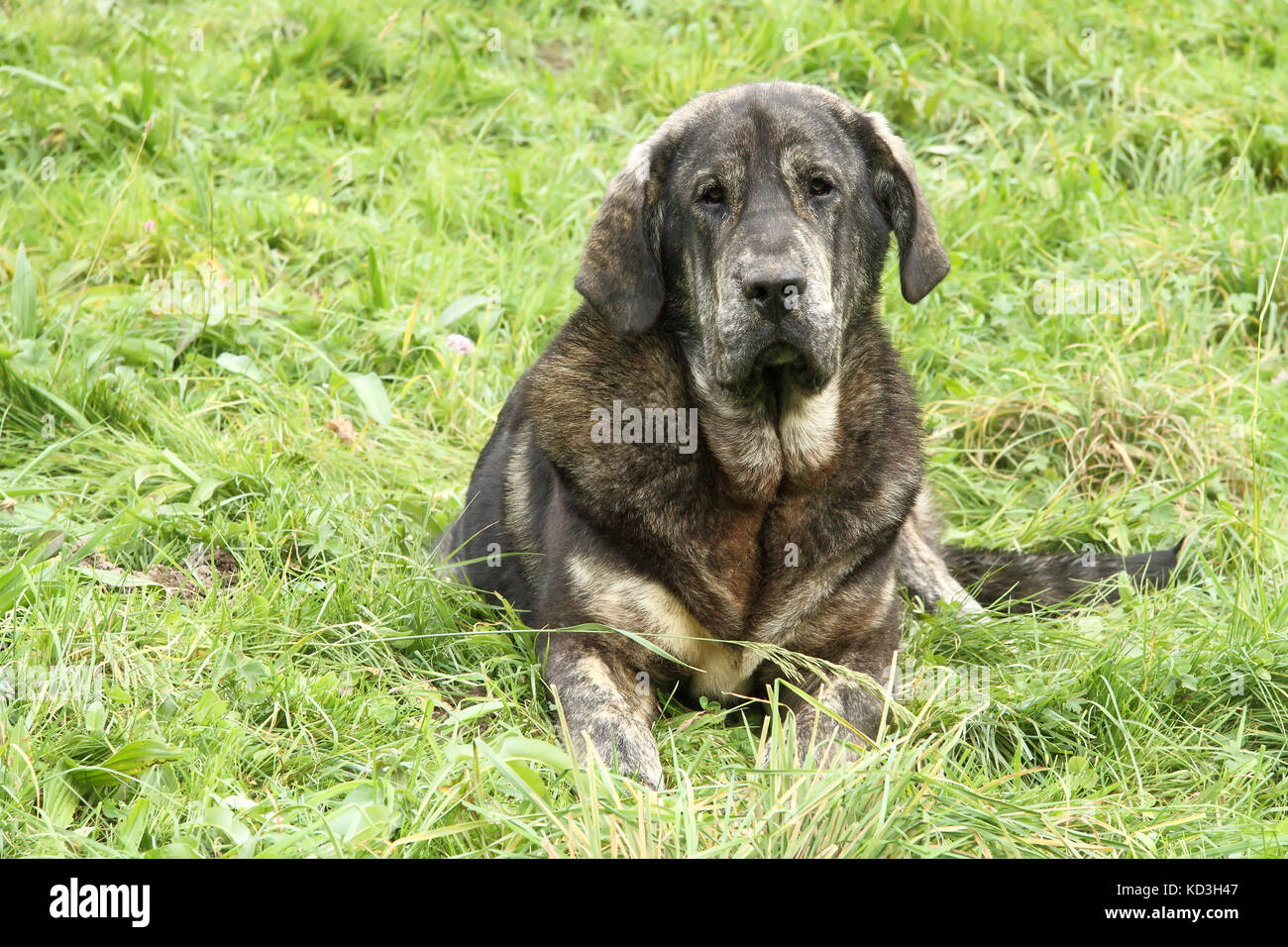 Lo spagnolo mastiff sdraiati sull'erba Foto Stock