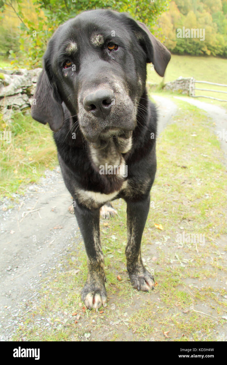 Mastiff spagnolo Foto Stock