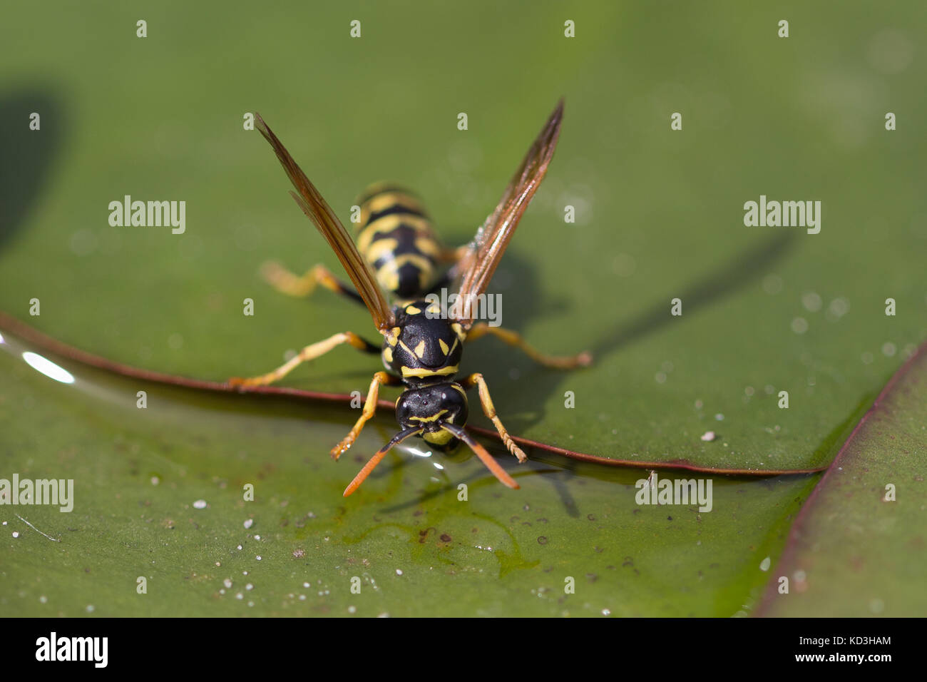 Wasp acqua potabile nel lago seduti su una foglia di un giglio di acqua Foto Stock