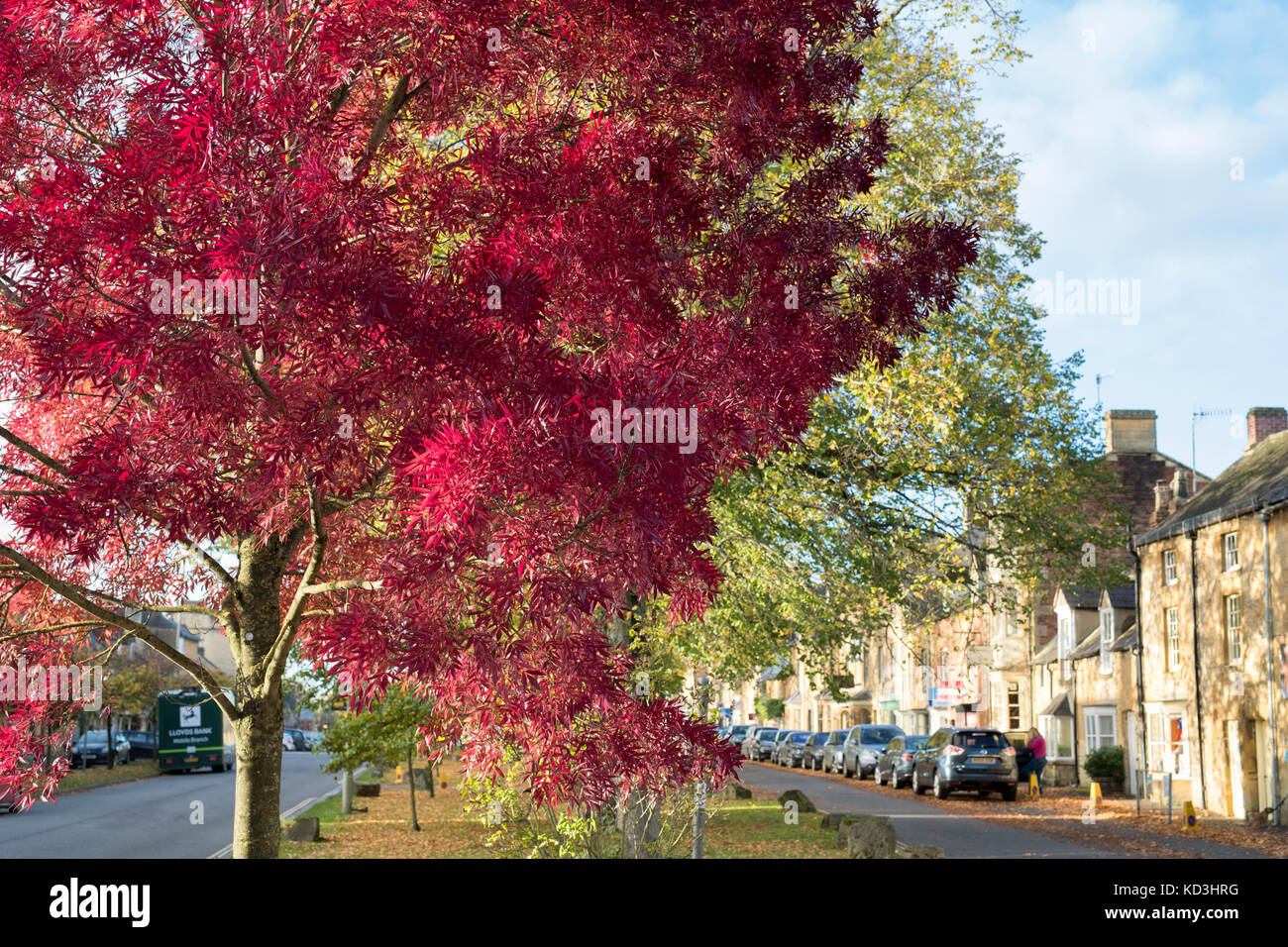 Fraxinus angustifolia Raywood "". Raywood frassino / Claret frassino nella high street in autunno. Moreton in Marsh, Cotswolds, Gloucestershire, Inghilterra Foto Stock