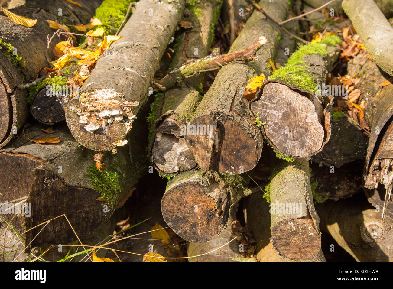 Pile di registri tritato coperto di funghi e moss Foto Stock