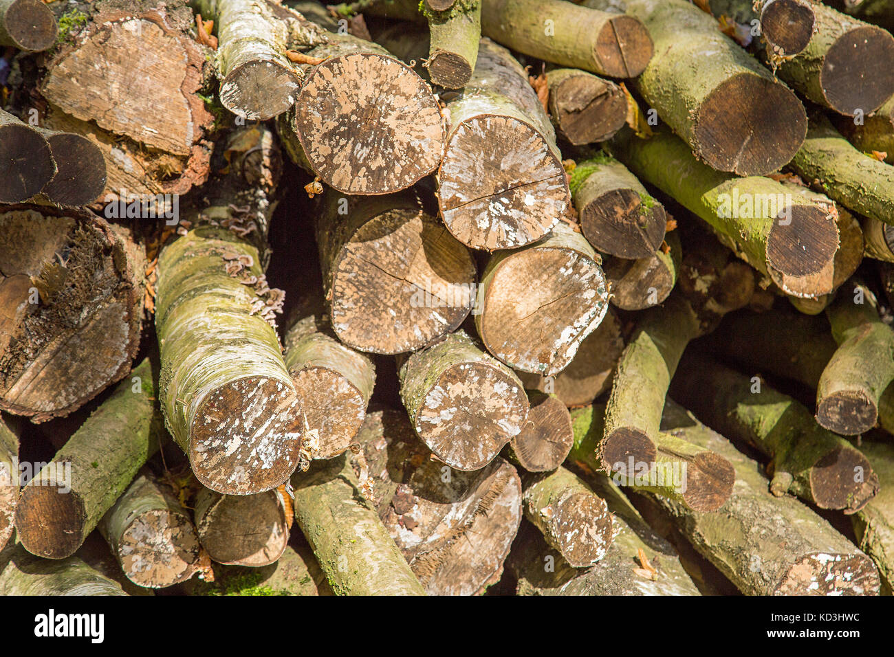 Pile di registri tritato coperto di funghi e moss Foto Stock
