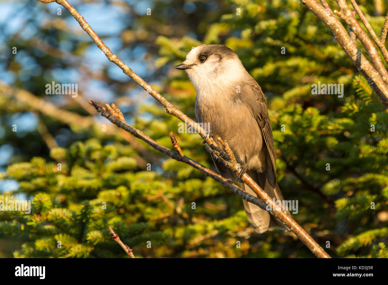 Gray Jay (Perisoreus canadensis) alla sommità del monte Megantic nella provincia del Quebec, Canada Foto Stock