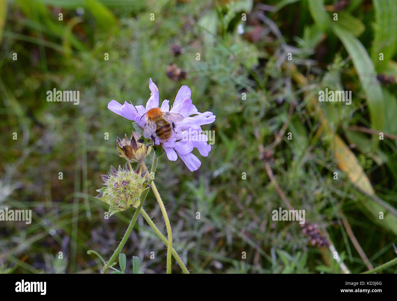 Un europeo di ape nera (Apis mellifera) raccoglie il polline di wildlowers accanto il parlamento scozzese di Edimburgo. Il Parlamento produce il suo ow Foto Stock