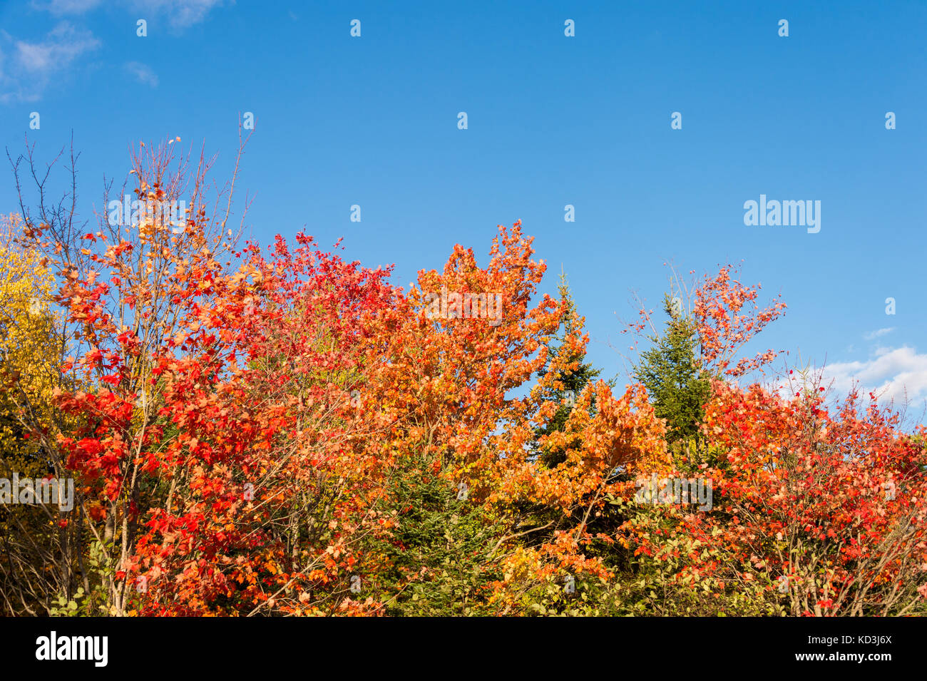 I colori dell'autunno in Eastern Townships in Quebec, Canada. Foto Stock