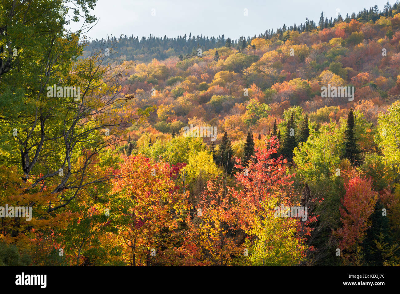 I colori dell'autunno in Eastern Townships in Quebec, Canada. Foto Stock