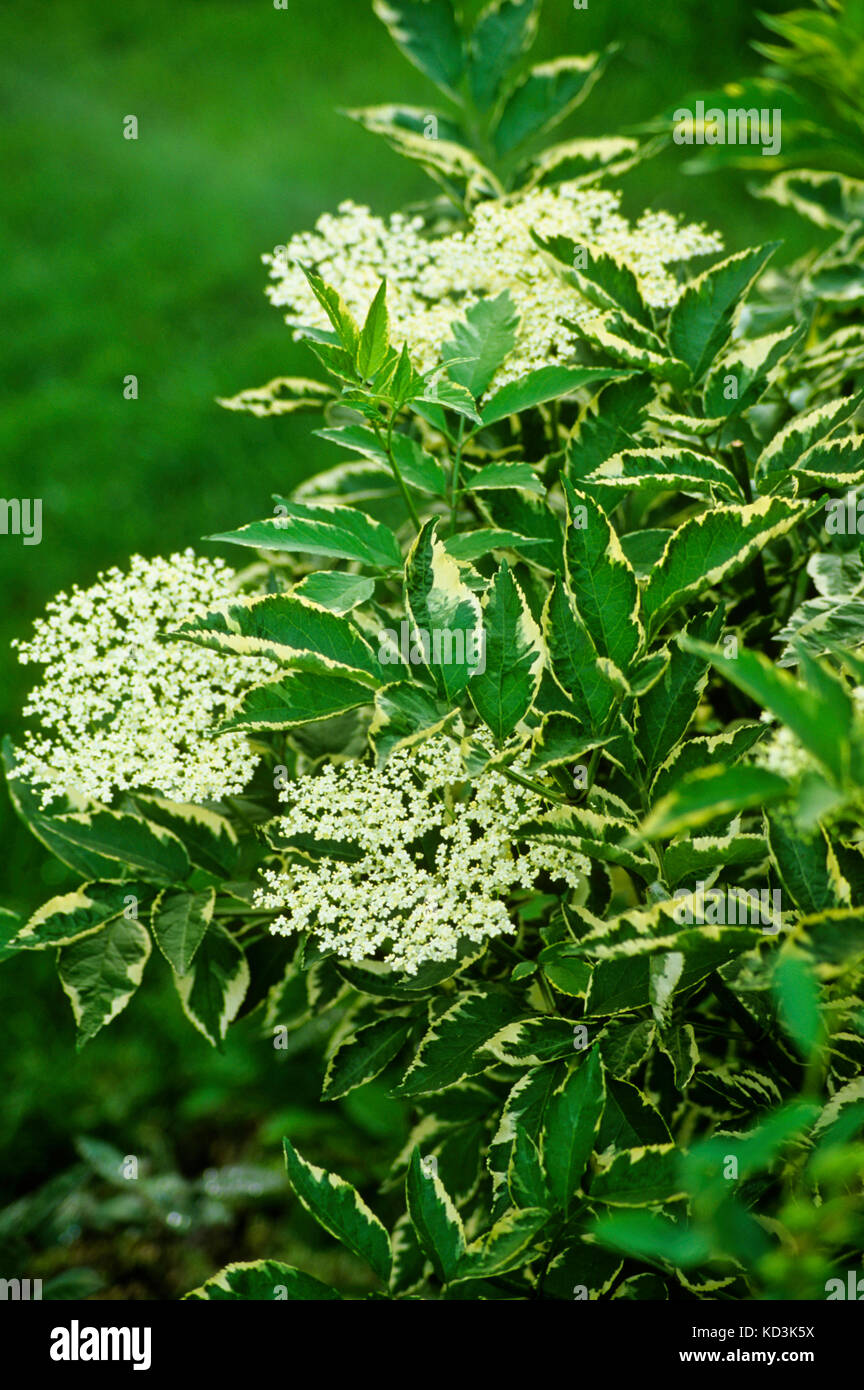 Sambucus nigra ' variegata' , variegata di sambuco Foto Stock