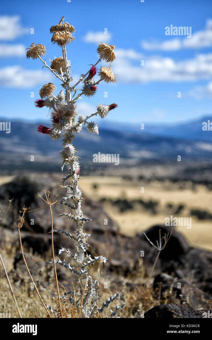 Snowy thistle (Cirsium occidentale var. candidissimum) nativi in California, Stati Uniti d'America. Questo lo si è visto nella contea di modoc. Foto Stock
