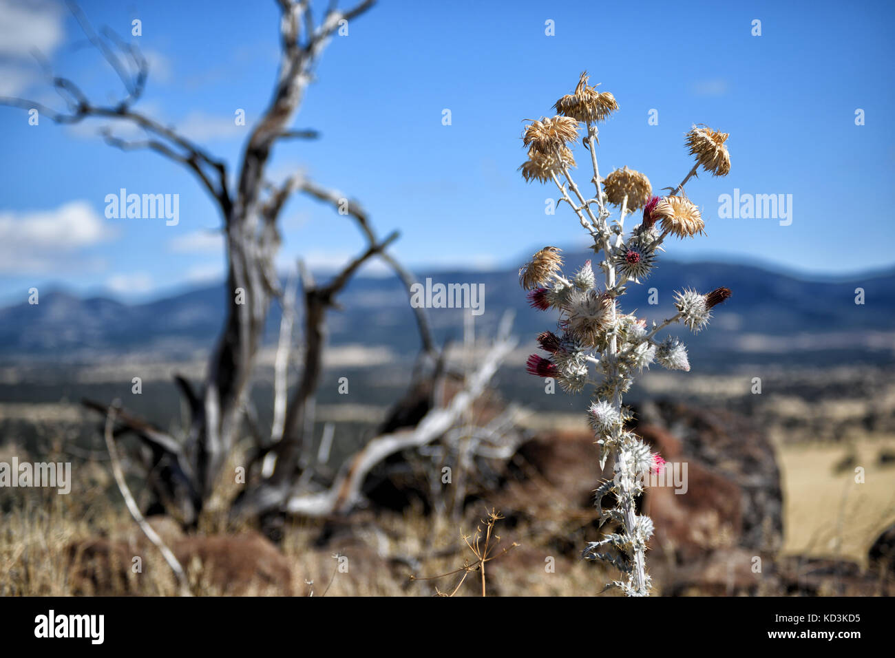 Snowy thistle (Cirsium occidentale var. candidissimum) nativi in California, Stati Uniti d'America. Questo lo si è visto nella contea di modoc. Foto Stock