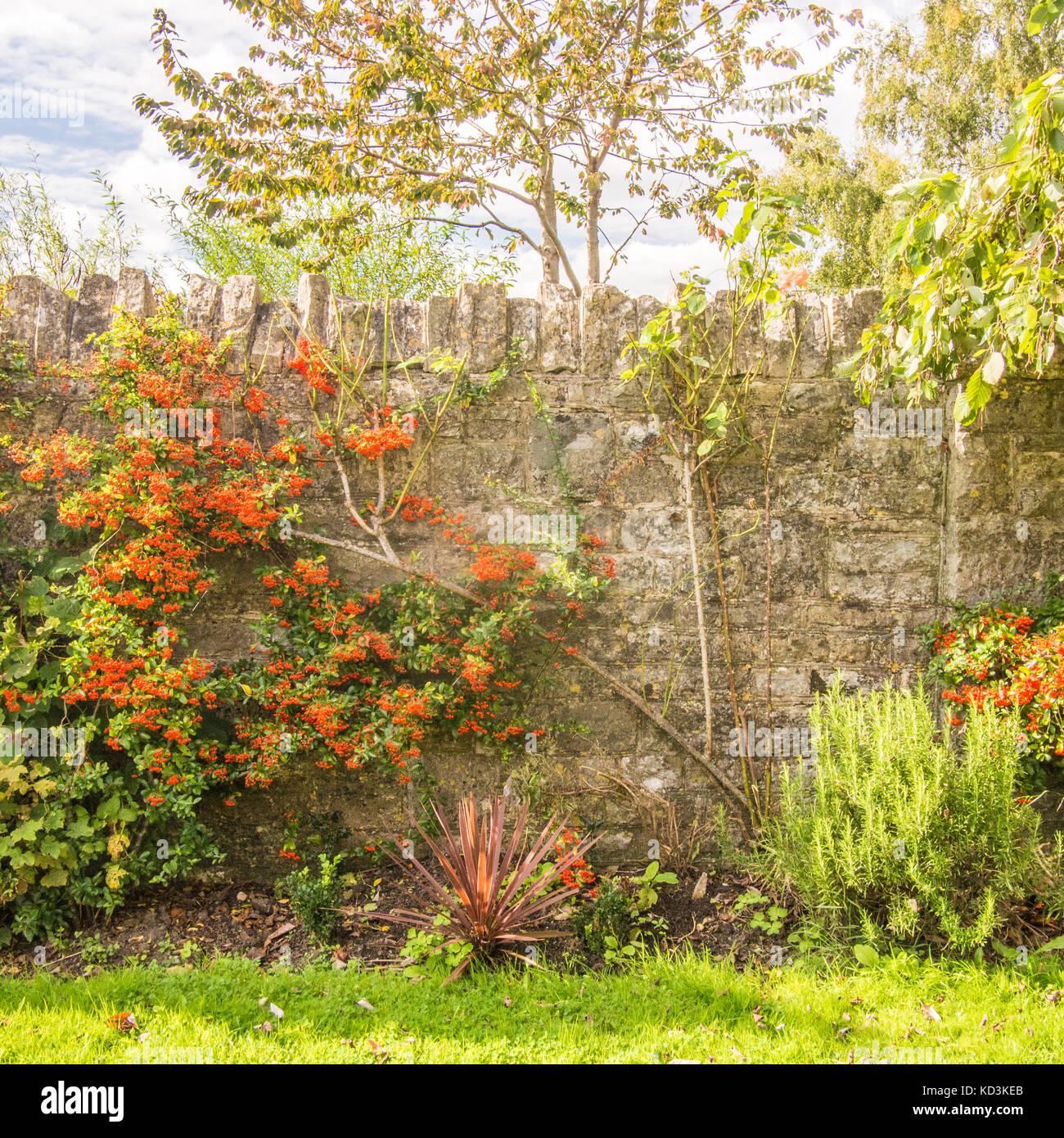 Fiori e una parete a Glastonbury, Somerset, Inghilterra Foto Stock