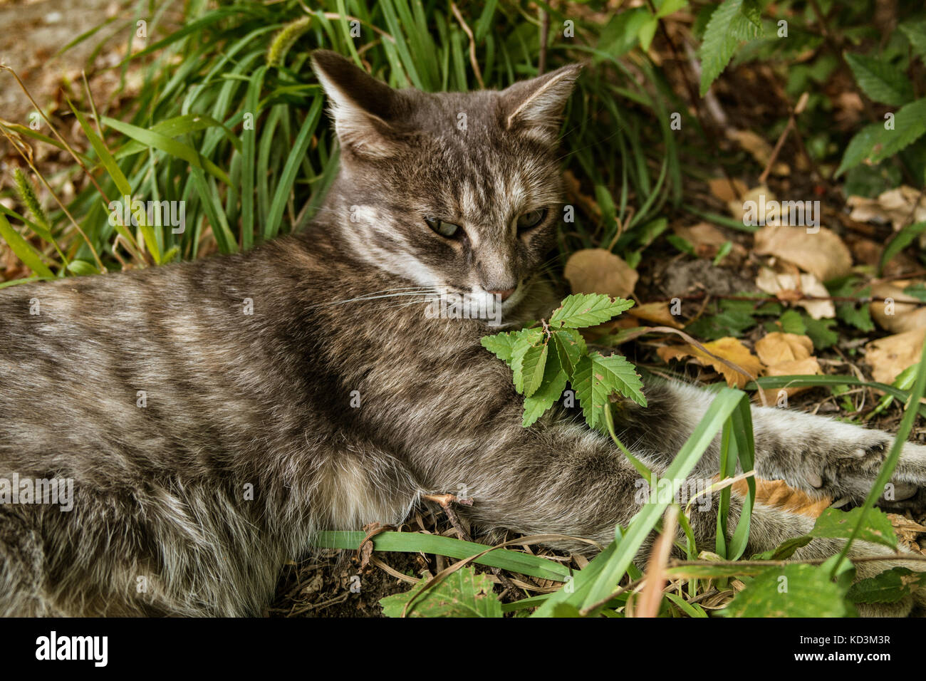 Green-eyed cat. Gatto grigio. Cat sull'erba verde. Libera cat. Appoggio cat. Guardando cat. Ritratto di cat. Foto Stock
