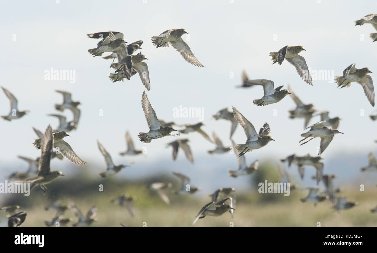 Un gregge di Plover d'Oro (Pluvialis albicaria) in volo. Foto Stock