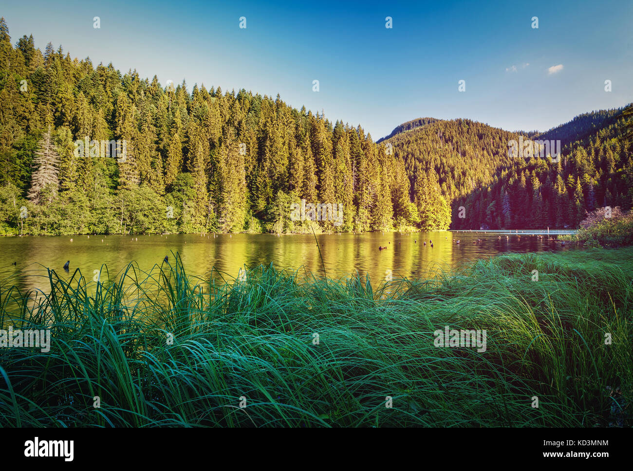 Il lago nella foresta. alto lago foresta. foto artistiche. Scoprite il mondo di bellezza. paesaggio panoramico. Bellezza Mondo Europa orientale. ROMANIA Foto Stock