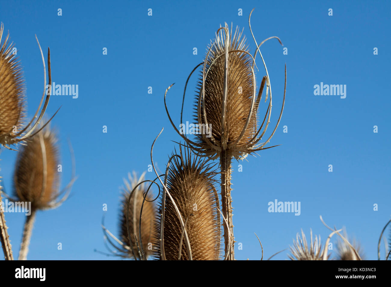 Thistle a secco di fronte luminoso cielo blu Foto Stock