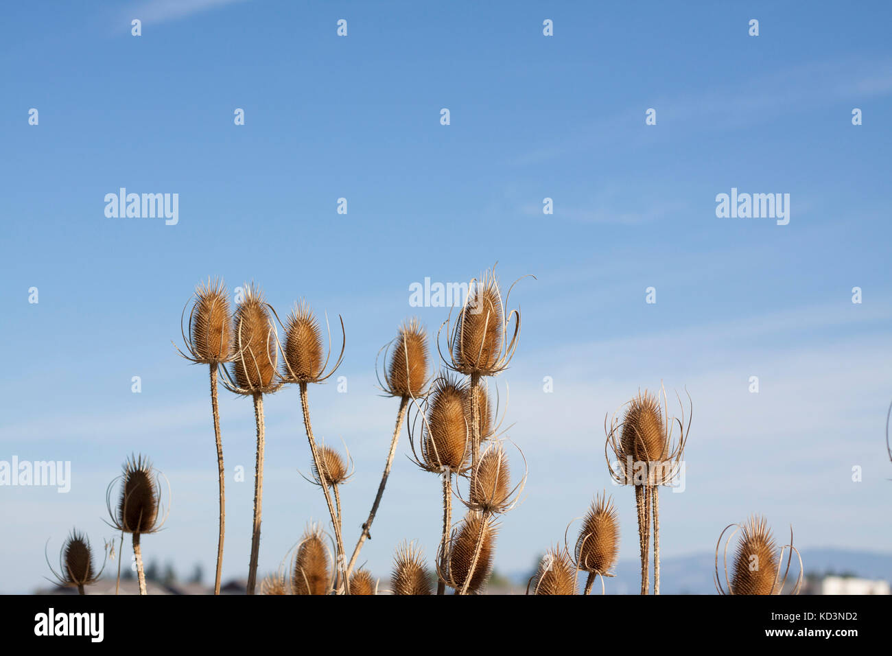 Thistle a secco di fronte luminoso cielo blu Foto Stock
