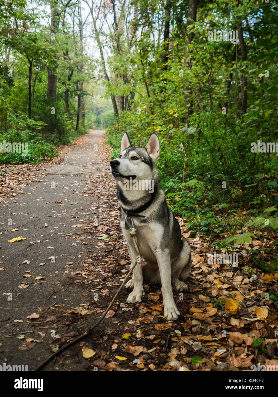 Primo piano o festa siberian laika godendo passeggiata nel parco Foto Stock