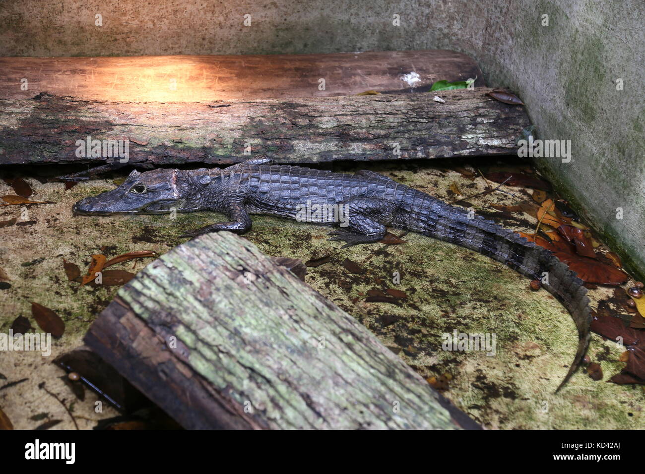 Caimano dagli occhiali (Caiman crocodilus), Jaguar Centro di salvataggio, Punta Cocles, Puerto Viejo de Talamanca, Limón provincia, Costa Rica, America Centrale Foto Stock