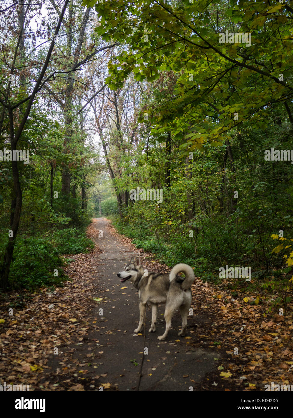 Primo piano o festa siberian laika godendo passeggiata nel parco Foto Stock