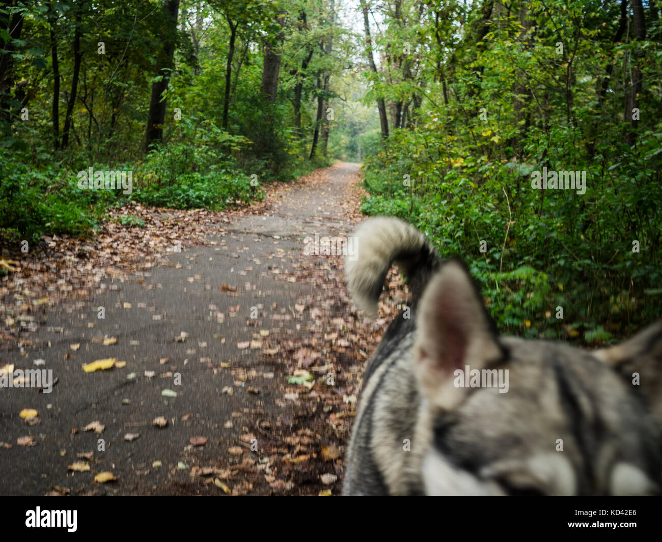 Primo piano o festa siberian laika godendo passeggiata nel parco Foto Stock