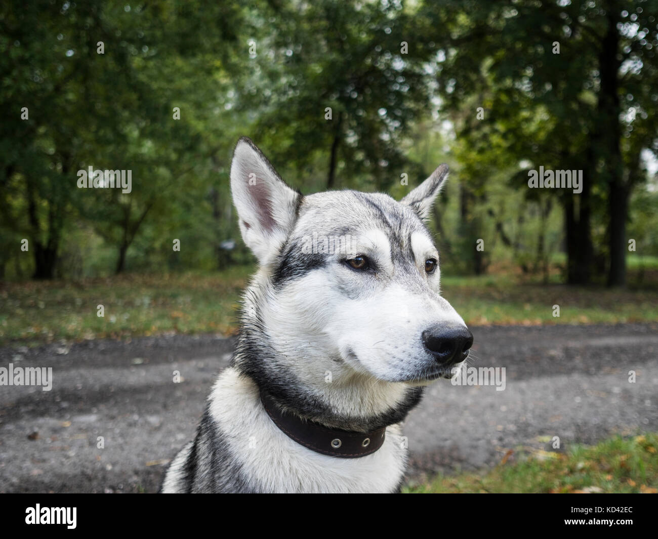 Primo piano o festa siberian laika godendo passeggiata nel parco Foto Stock