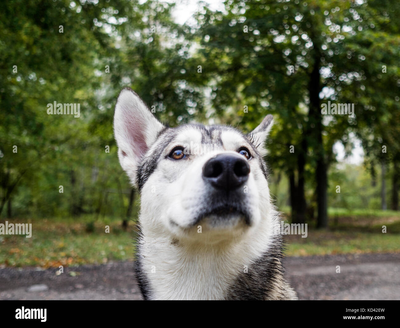 Primo piano o festa siberian laika godendo passeggiata nel parco Foto Stock