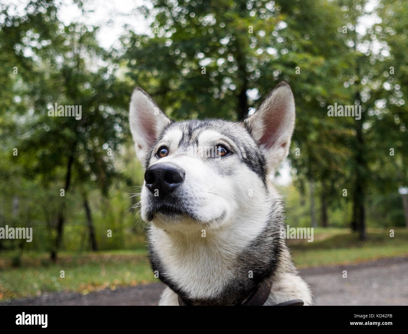 Primo piano o festa siberian laika godendo passeggiata nel parco Foto Stock