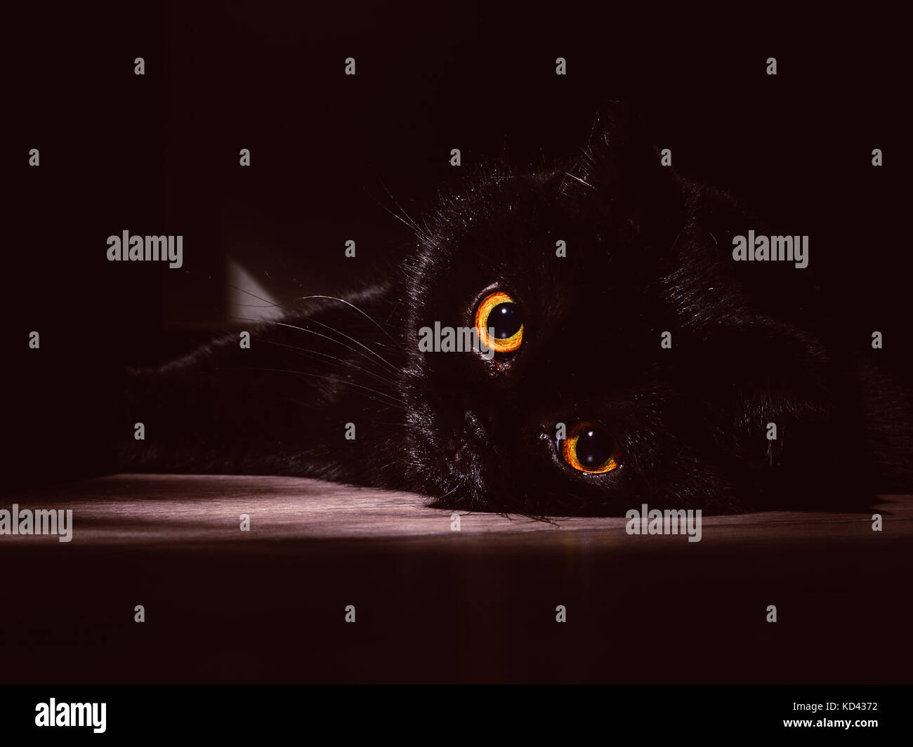 Gatto nero giace su un rotolo al buio Foto Stock