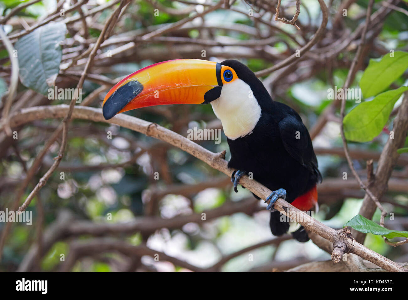 Trasduttore Toco toucan / comune / toucan toucan gigante (ramphastos toco) arroccato nella struttura ad albero nella foresta tropicale, originario del sud america Foto Stock