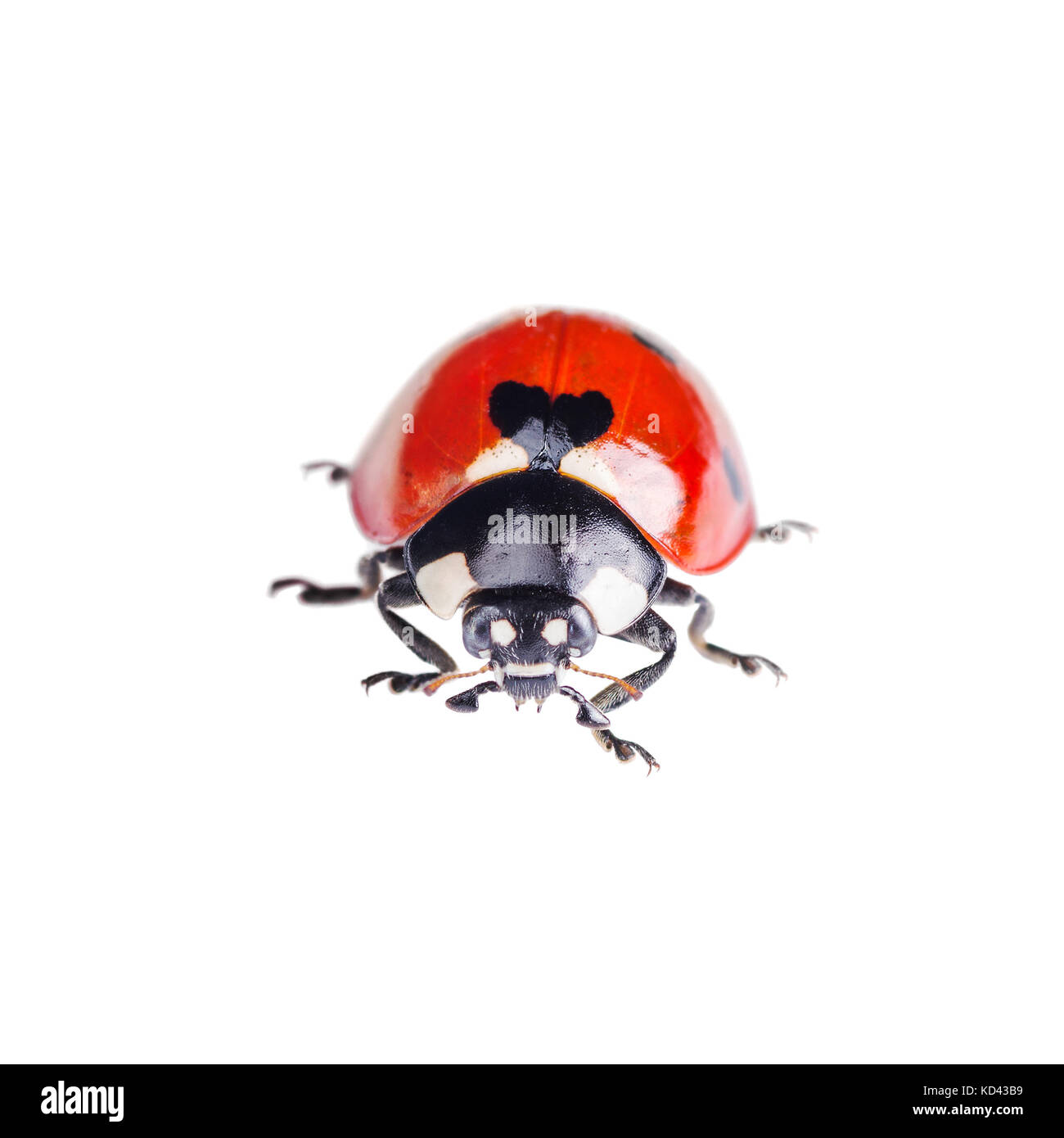 Coccinella insetto isolati su sfondo bianco Foto Stock