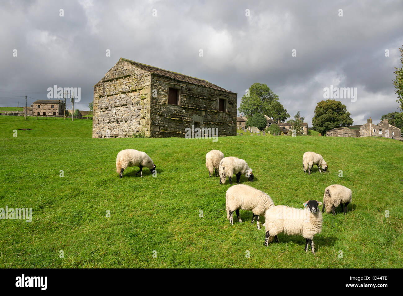 Pecore in un campo accanto a un tradizionale granaio in pietra nel villaggio di keld, Yorkshire Dales, Inghilterra. Foto Stock
