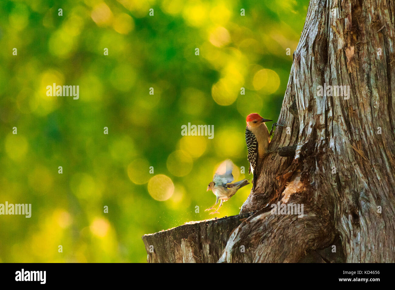 Una femmina intigo bunting arrivando a raccogliere il ventre rosso picchi left overs. searcy, Arkansas 2017 Foto Stock