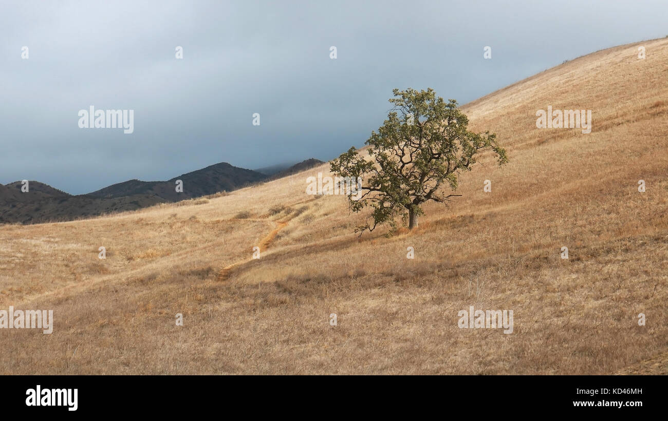 Lone oak sorge su golden pendio erboso con le montagne sullo sfondo Foto Stock