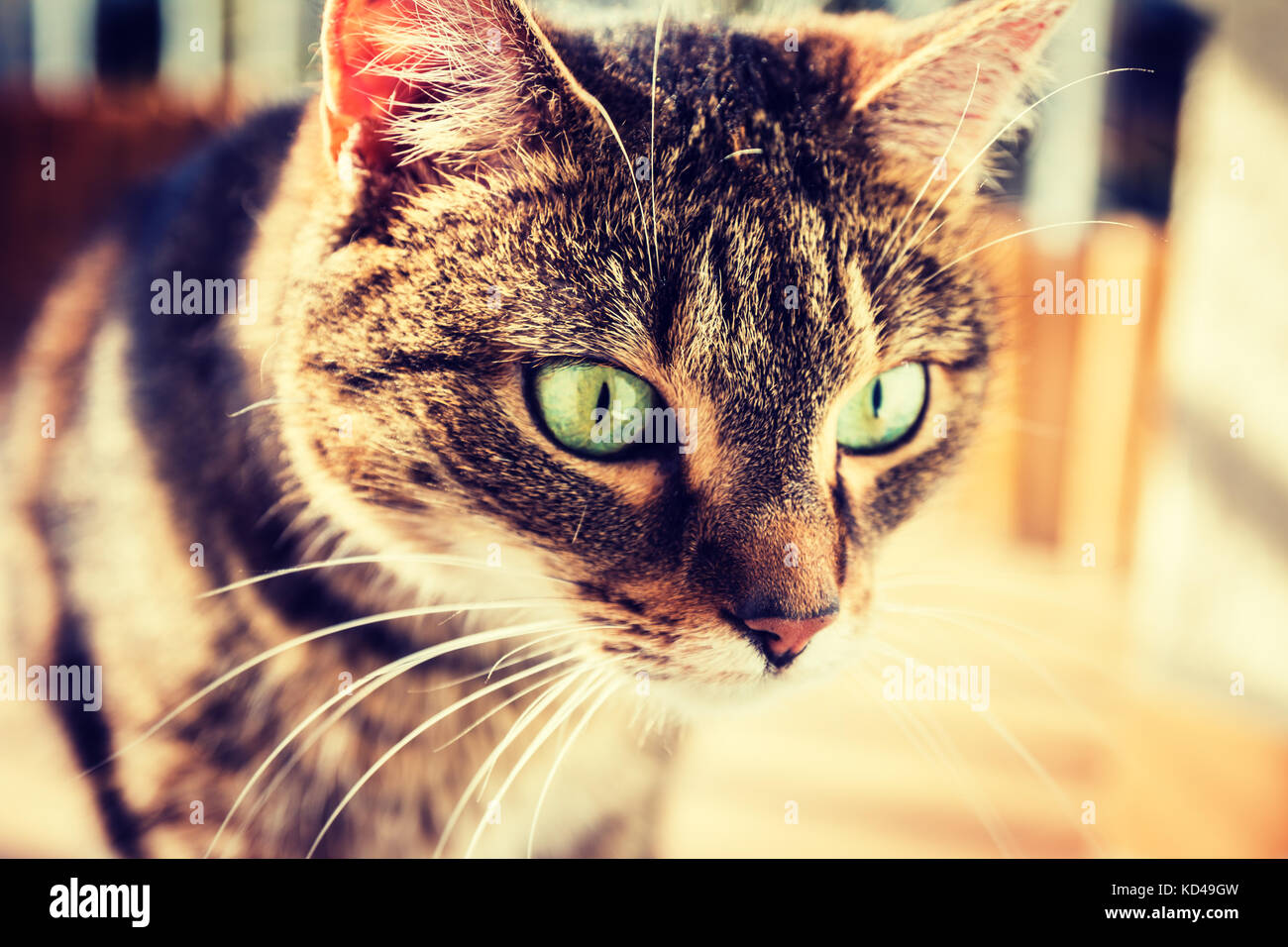 Cat interessati a qualcosa sul pavimento. cat vide qualcosa. vignette, alto contrasto foto Foto Stock