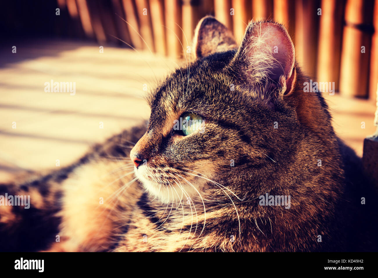 Gatto sdraiato su un balcone, che posano per una foto. vignette, alto contrasto foto Foto Stock