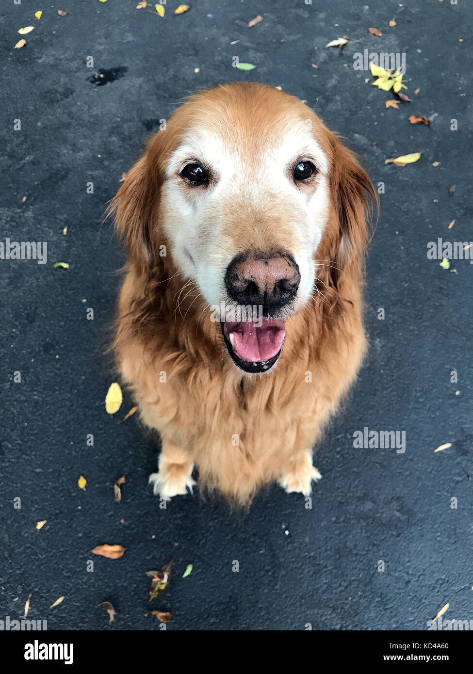 Sorridente golden retriever, seduto sulla strada. Foto Stock