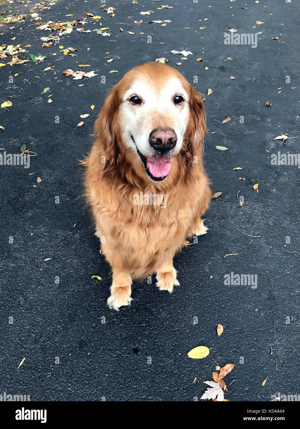 Sorridente golden retriever, seduto sulla strada. Foto Stock