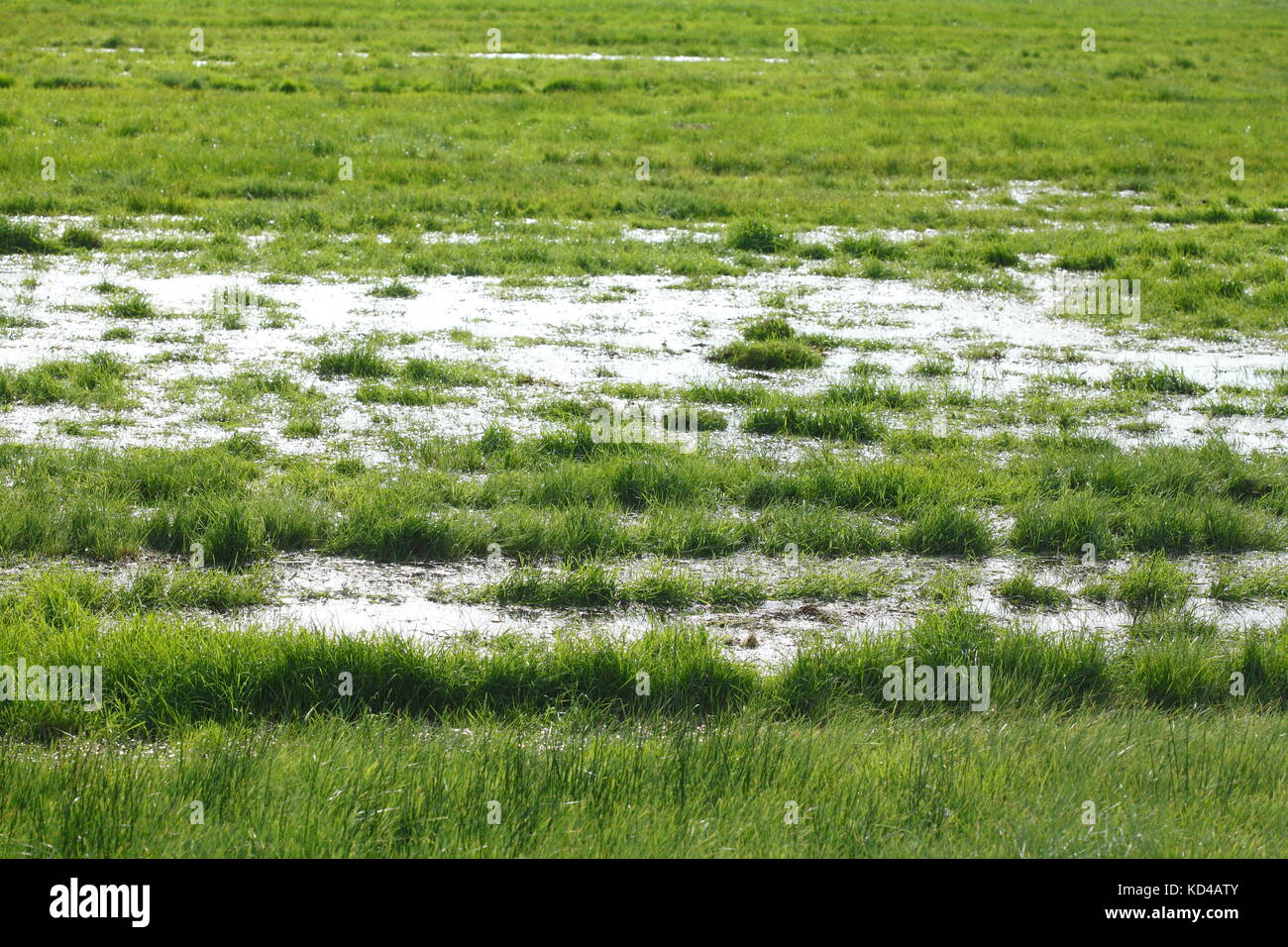 Inondati verde prato con acqua Foto Stock