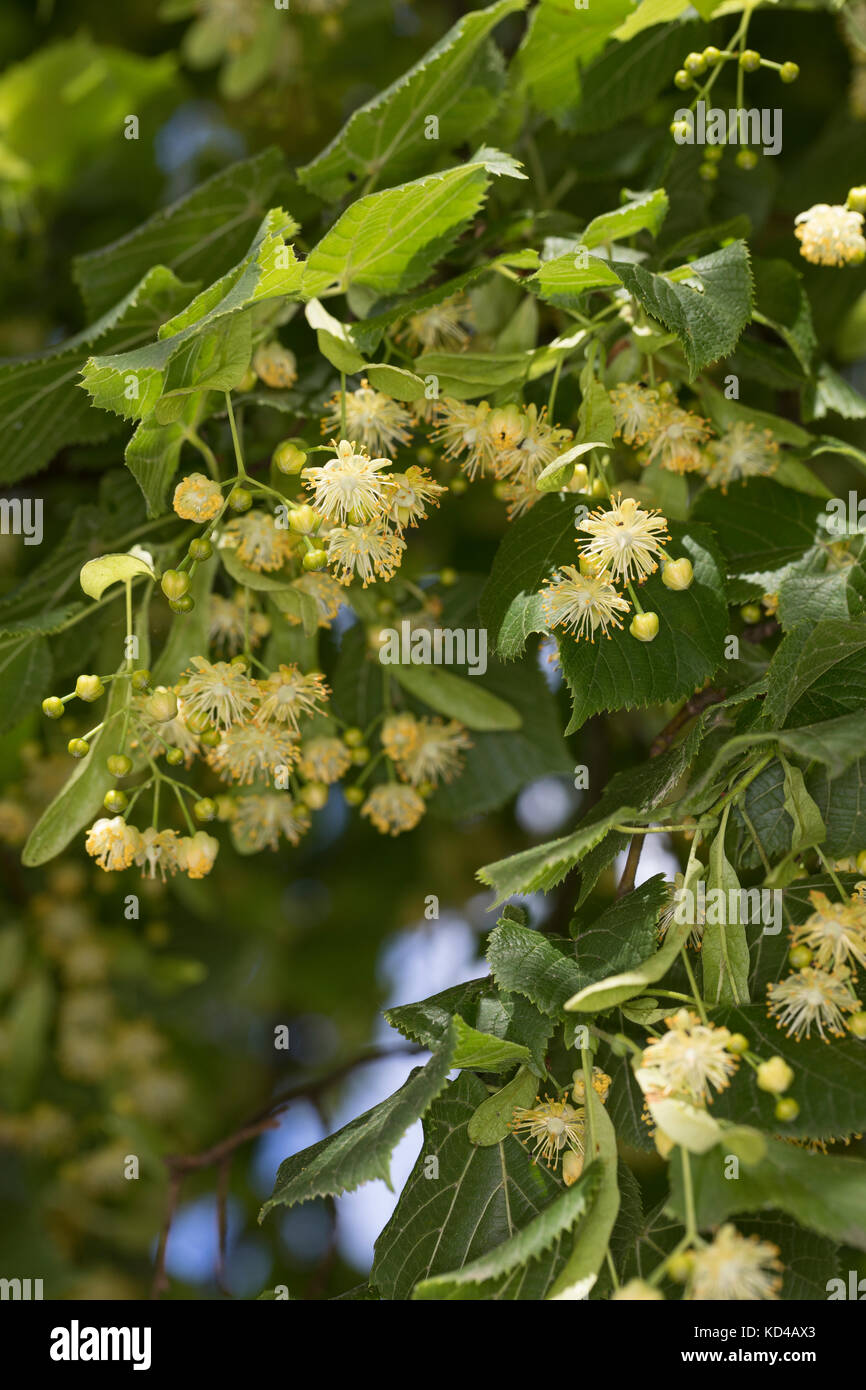 Linde, Lindenblüte, Lindenblüten, Holländische Linde, Hybridlinde, Hybrid-Linde, Tilia x europaea, Tilia x vulgaris, Tilia cordata x Tilia platyphillo Foto Stock
