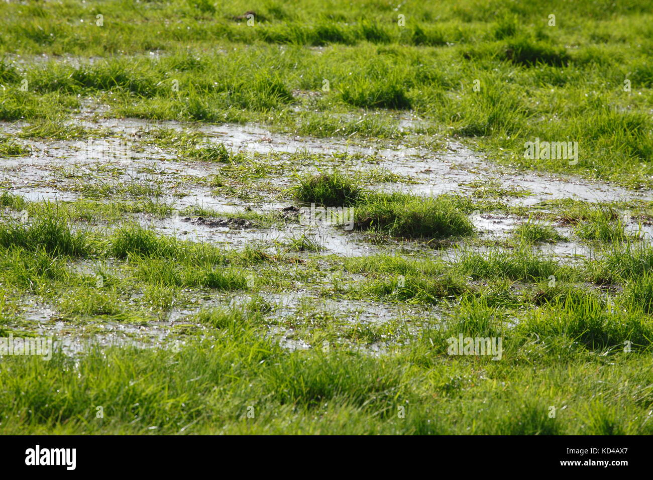 Inondati verde prato con acqua Foto Stock