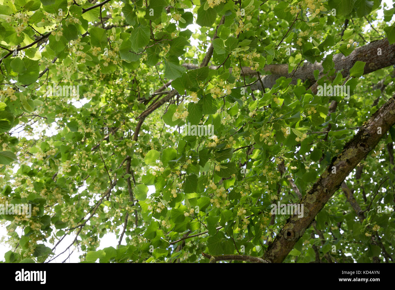 Linde, Lindenblüte, Lindenblüten, Holländische Linde, Hybridlinde, Hybrid-Linde, Tilia x europaea, Tilia x vulgaris, Tilia cordata x Tilia platyphillo Foto Stock
