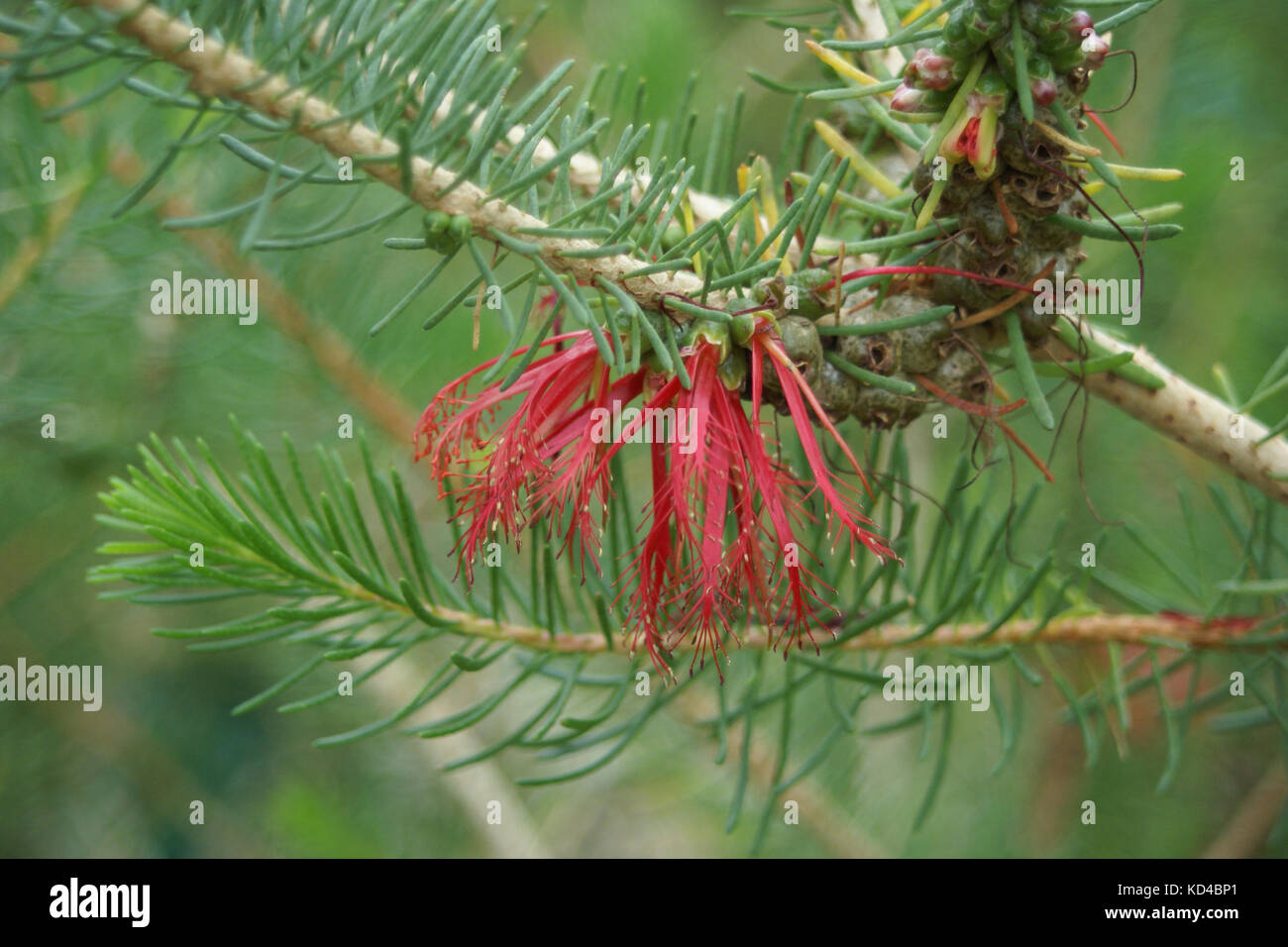 Calothamnus quadrifidus Foto Stock